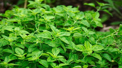 Oregano's Untold Secrets for Health and Taste