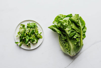 Growing and Harvesting Romaine Lettuce: Tips for a Bountiful Harvest