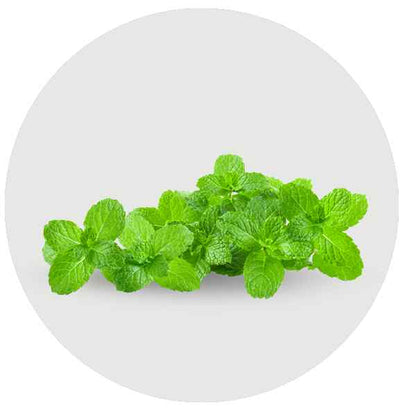 Herbs