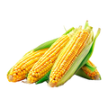 Corn & Sweetcorn