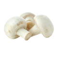 Fresh Mushroom