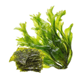 Seaweeds