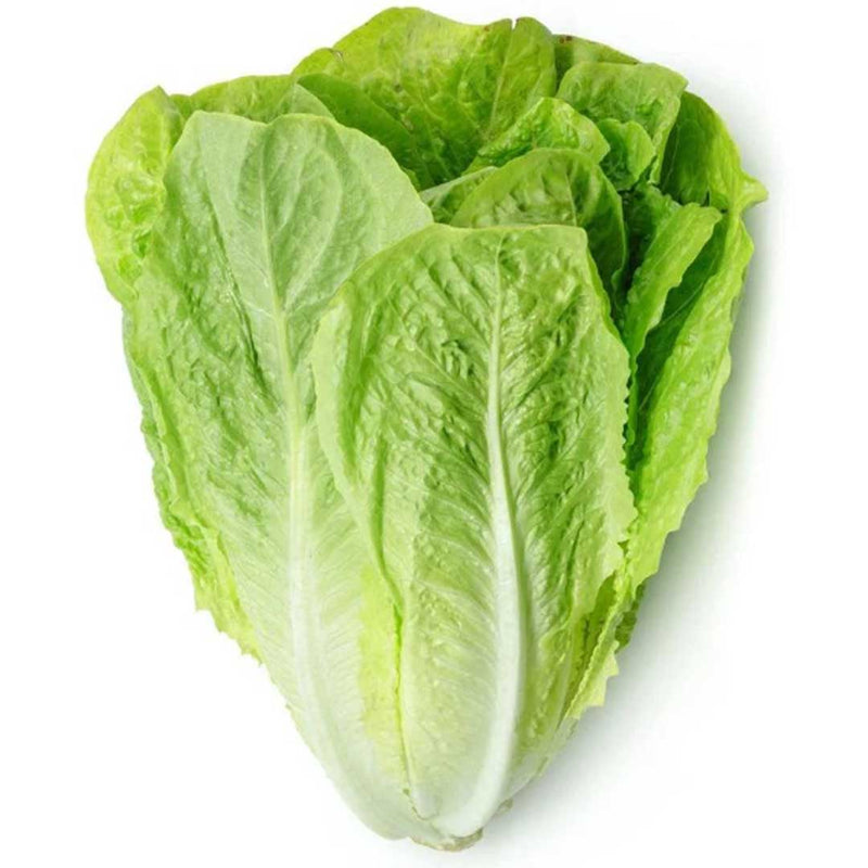 Organic Fresh Romaine Lettuce