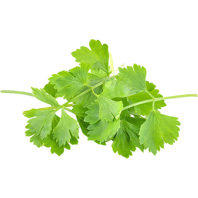 Organic Fresh Coriander 150G