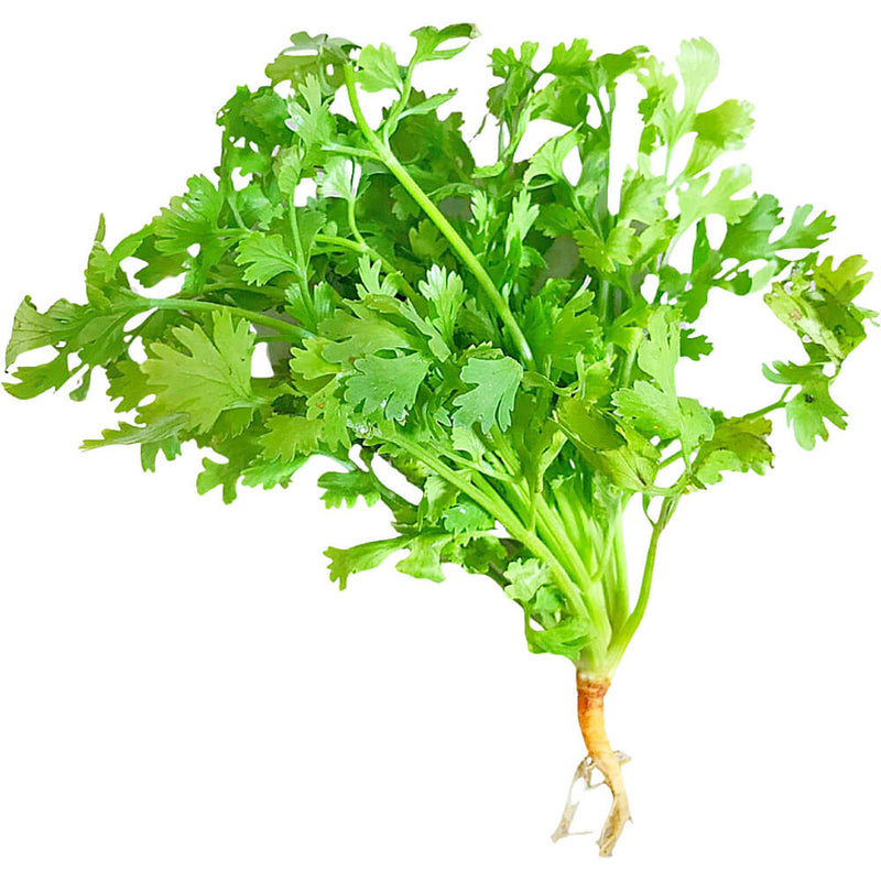 Organic Fresh Coriander 150G