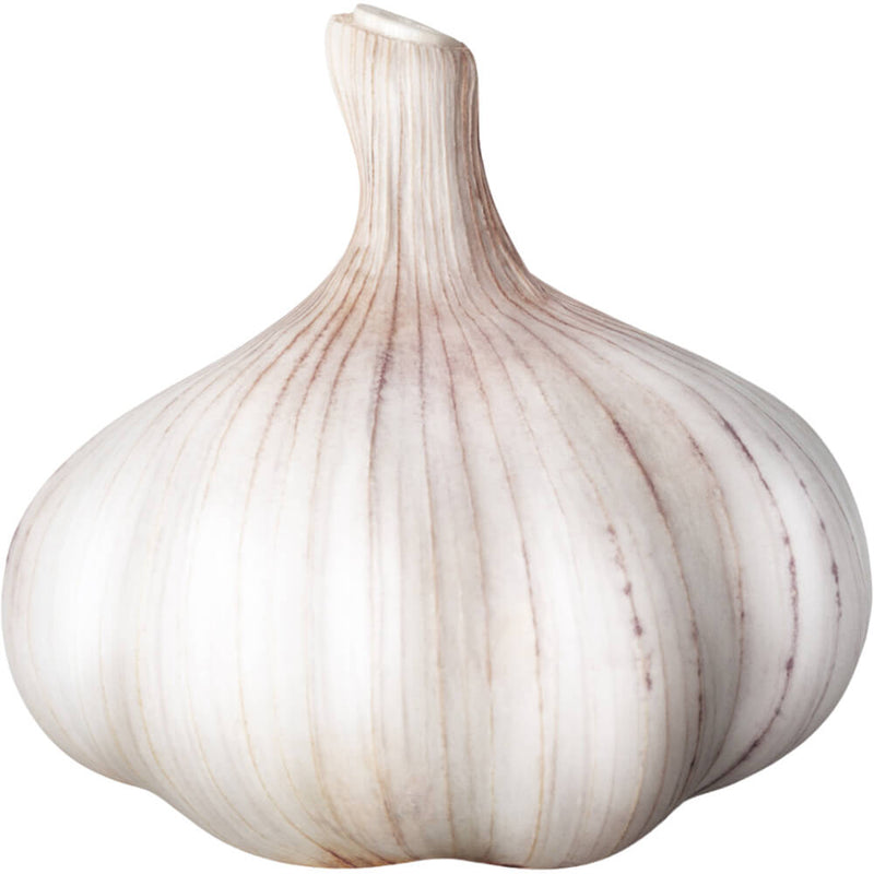 Organic Fresh Garlic