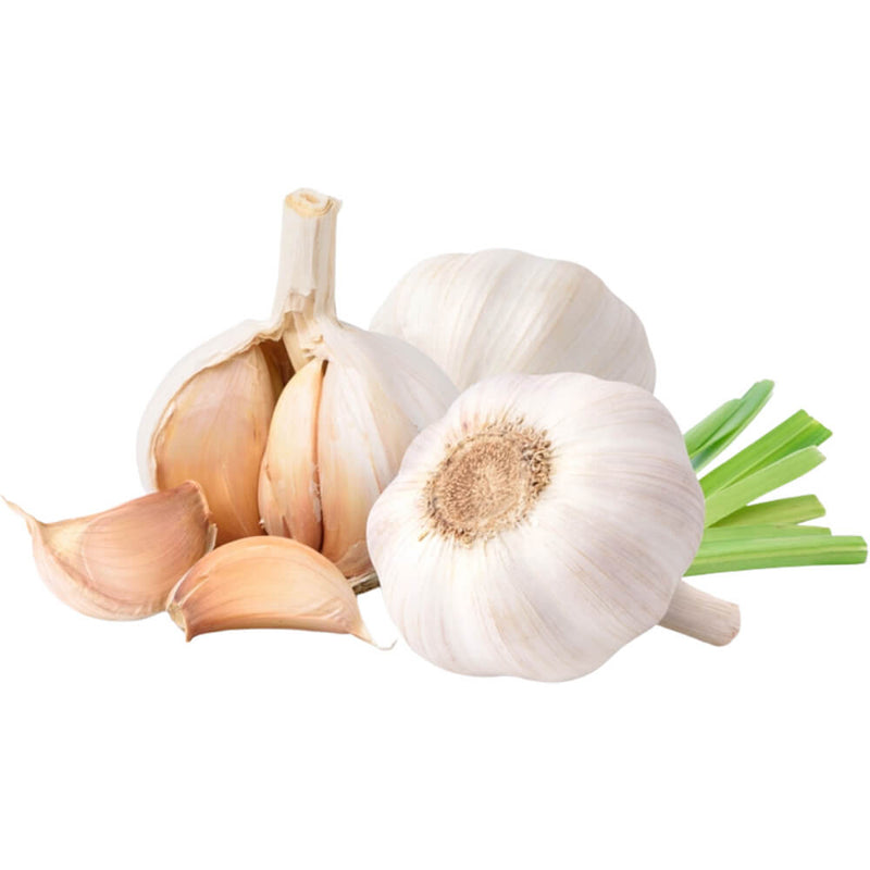 Organic Fresh Garlic