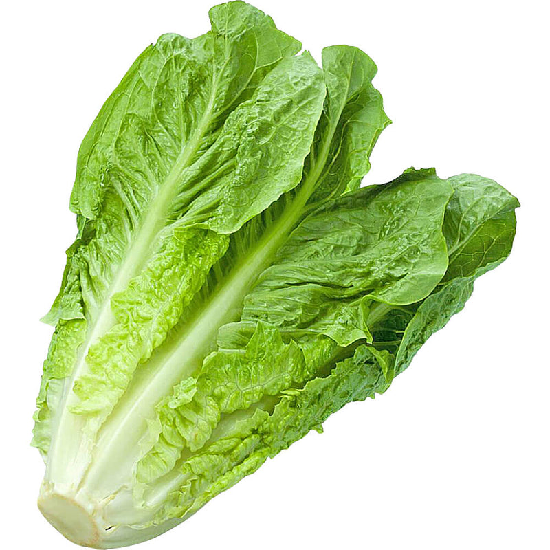 Organic Fresh Romaine Lettuce