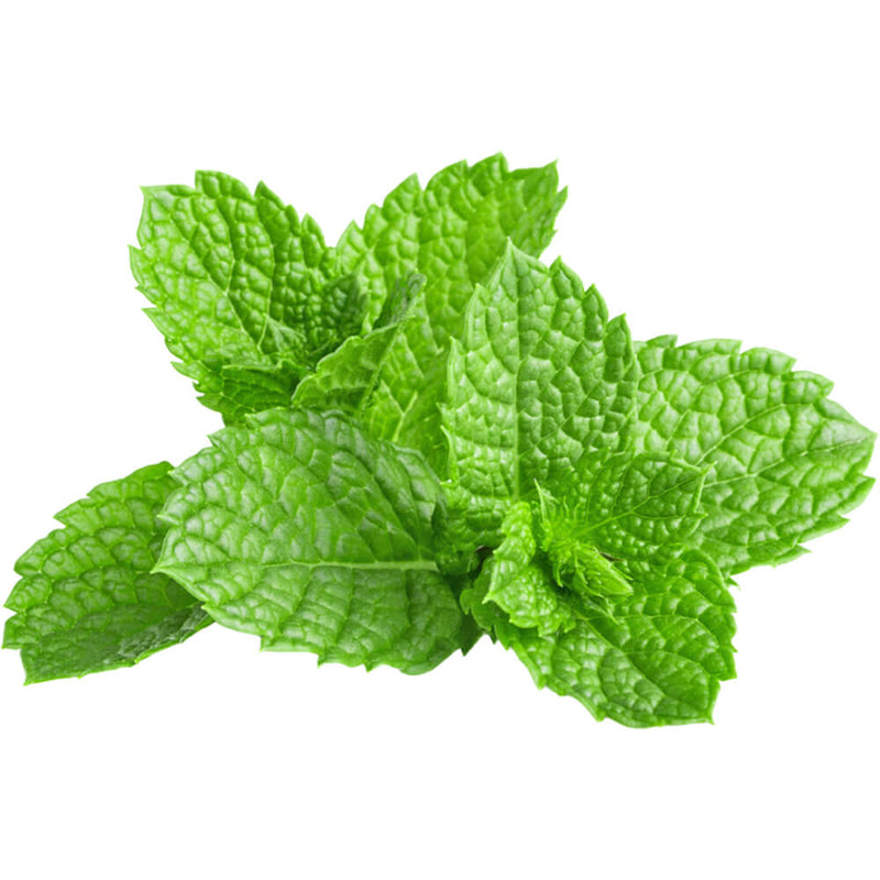 Organic Fresh Mint Pre Packed 150G