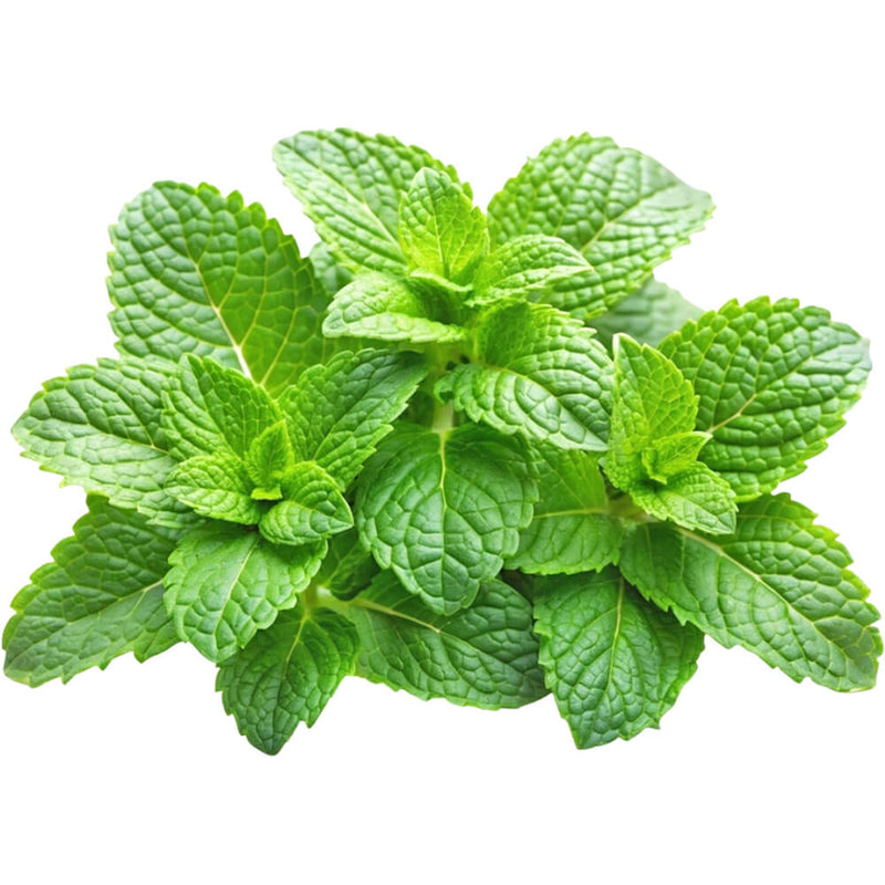Organic Fresh Mint Pre Packed 150G