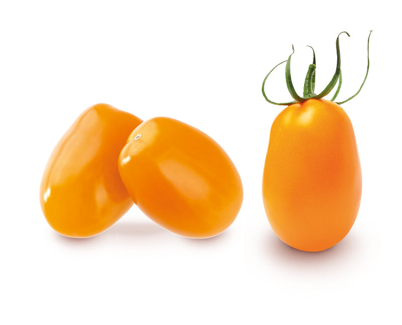 Organic Tomato Cherry Plum Yellow