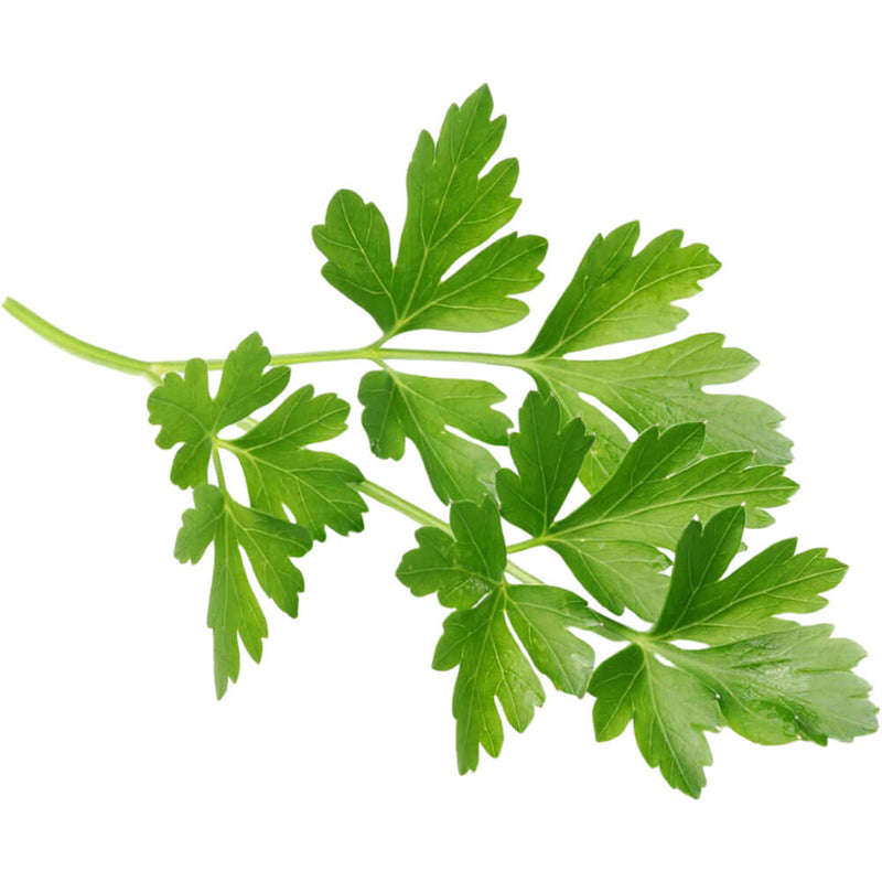Organic Fresh Parsley 150g