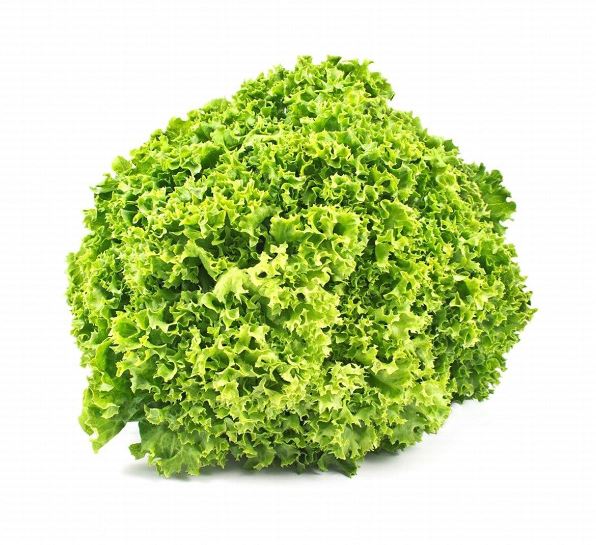 Organic Lollo Rossa Lettuce