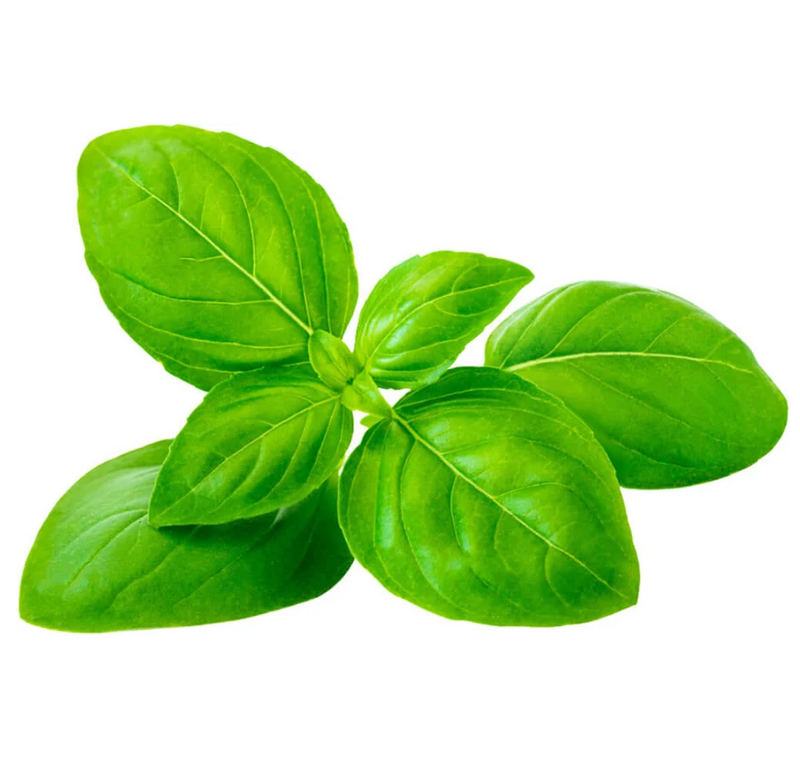 Organic Fresh Basil 100G – Lets Organic
