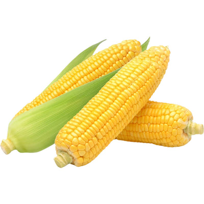 Organic Fresh Sweet Corn