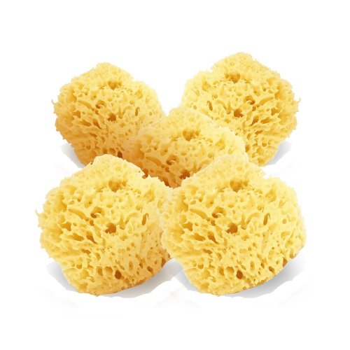 Small Sea Sponge Set