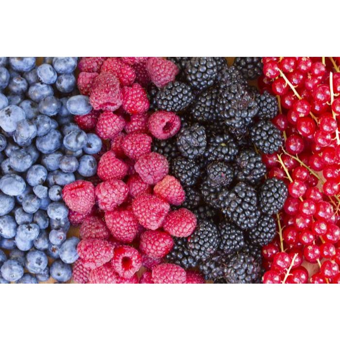 Organic Frozen Mix Forest Berries 2.5Kg